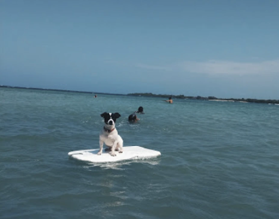 Surfen am Playa Punta Brava