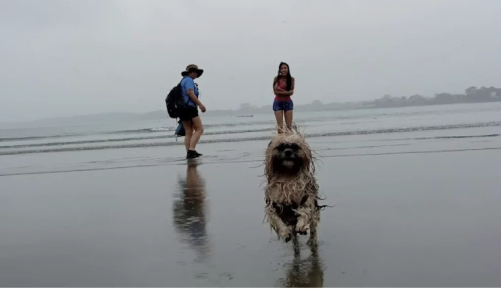 Playa de Mompiche é amiga do cão