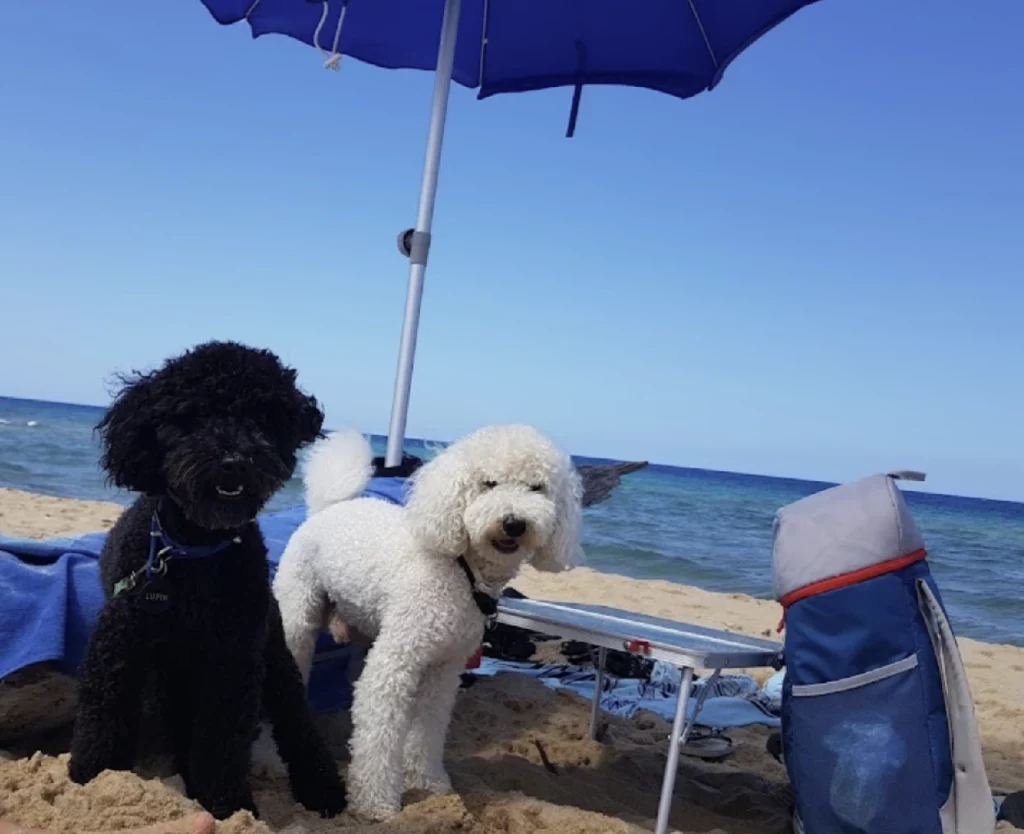 Spiaggia di Scivu ramah terhadap anjing