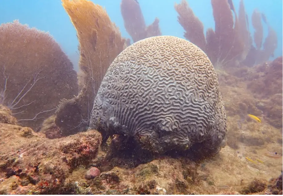 يعيش المرجان في ماغازين بيتش