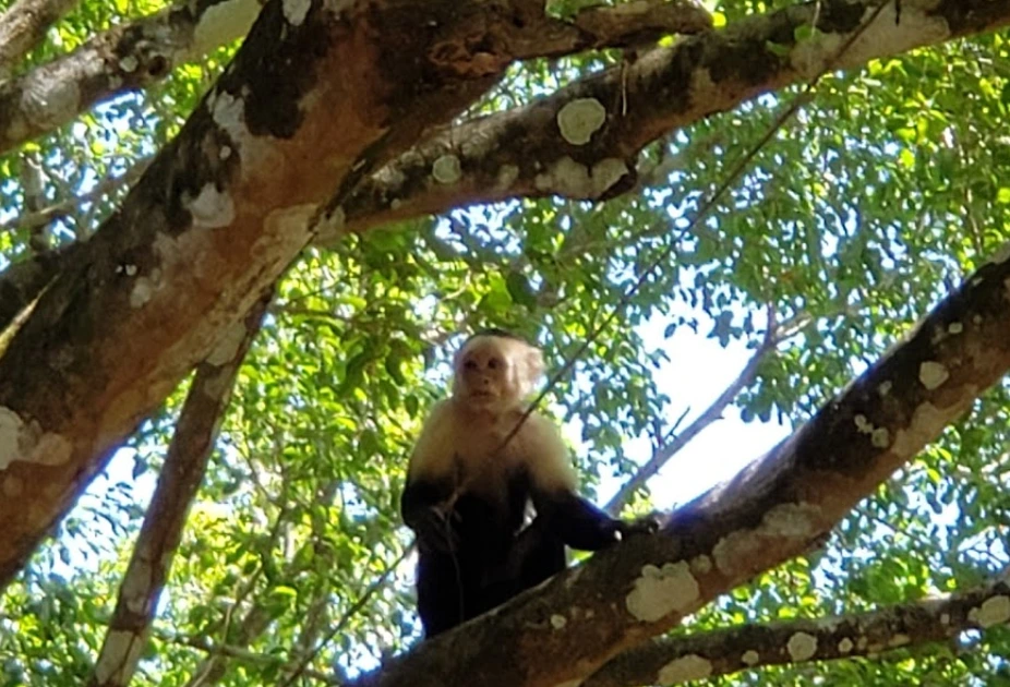 обезьяна в Плайя Линда