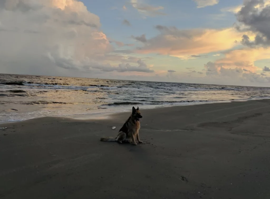 plage accueillante pour les chiens