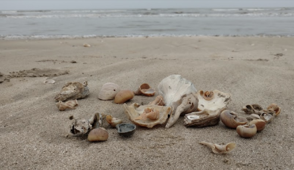 盧瑟福海灘的貝殼